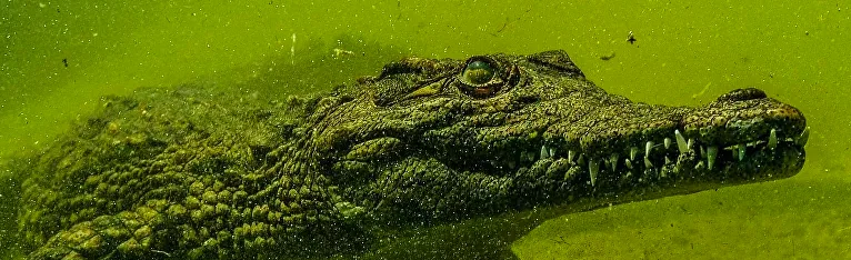 Lo strano animale venuto dal passato